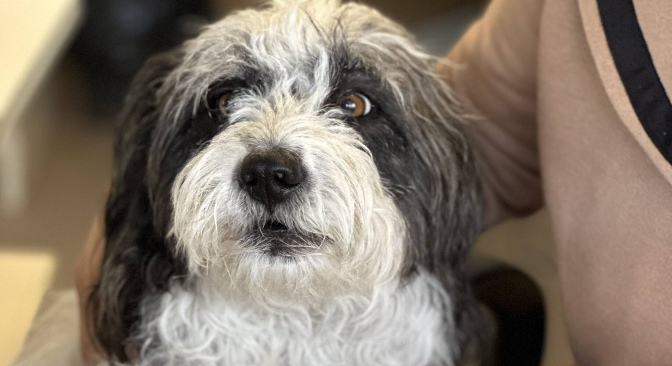 Camping Dog Friendly Ravenna | Camping Casal Borsetti