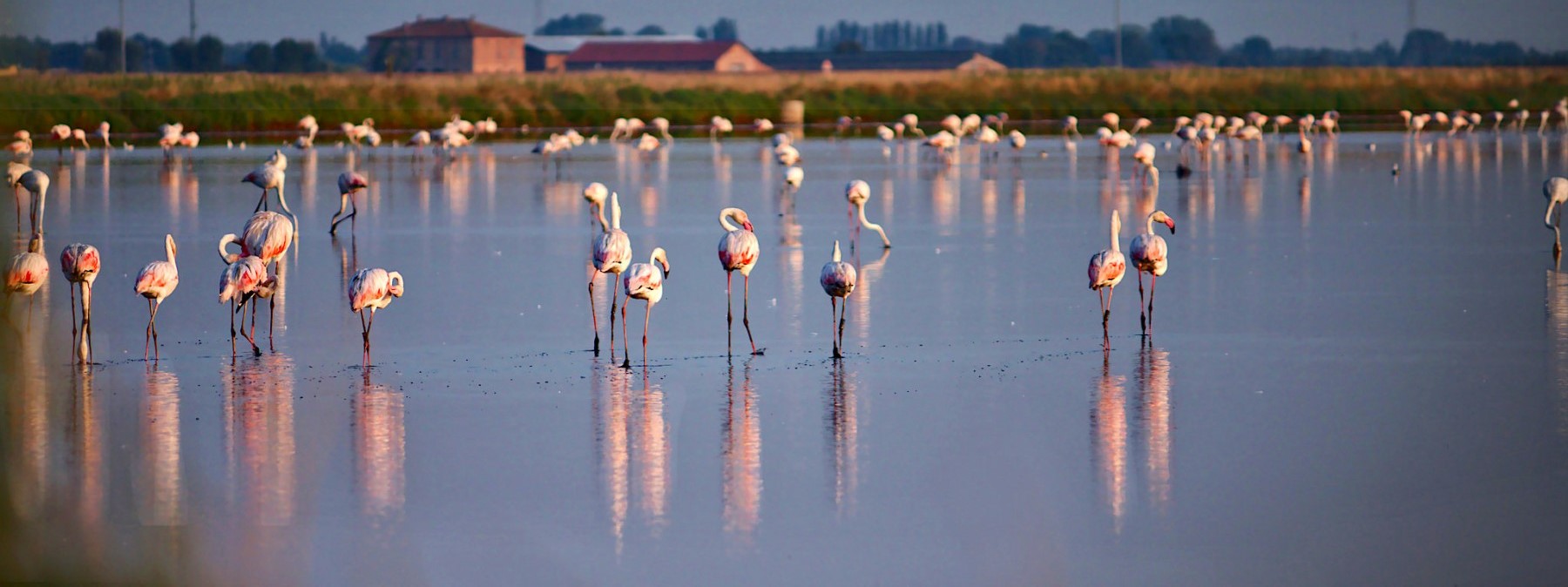 Camping Parco del Delta del Po | Camping Pineta